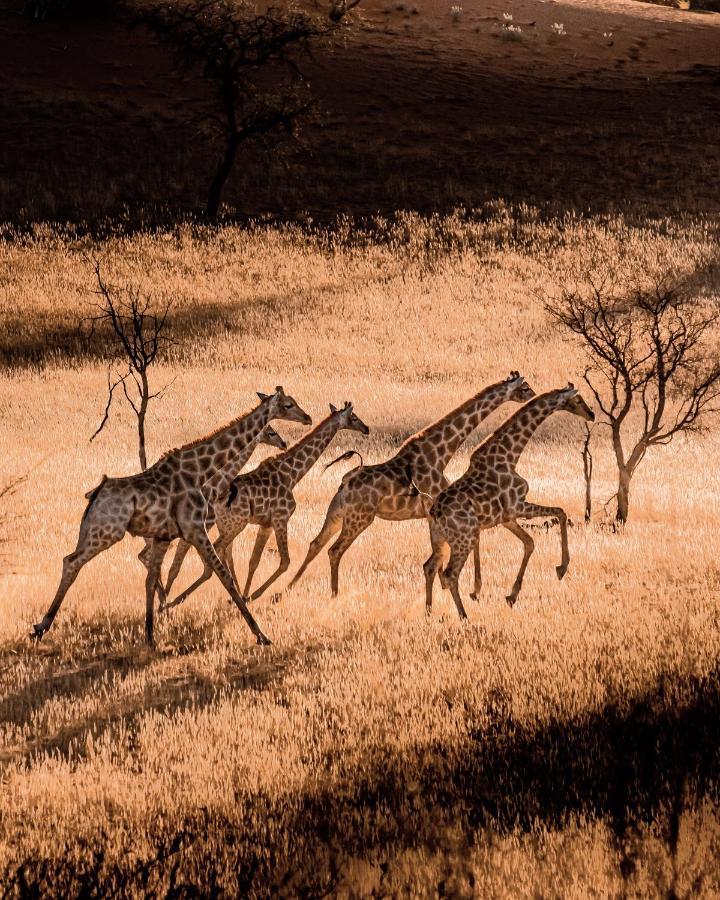 Bagatelle Kalahari Game Ranch Villa Hardap Dış mekan fotoğraf